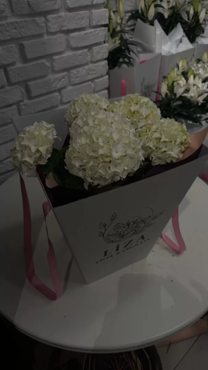 Ortanca saksı çiçeği