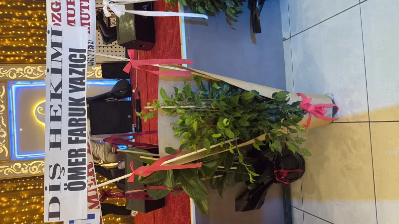 Tebrik çiçeği benjamın