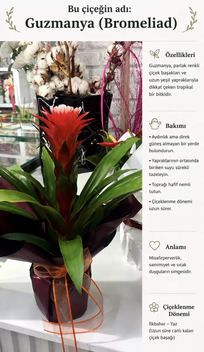 Guzmanya saksı çiçeği